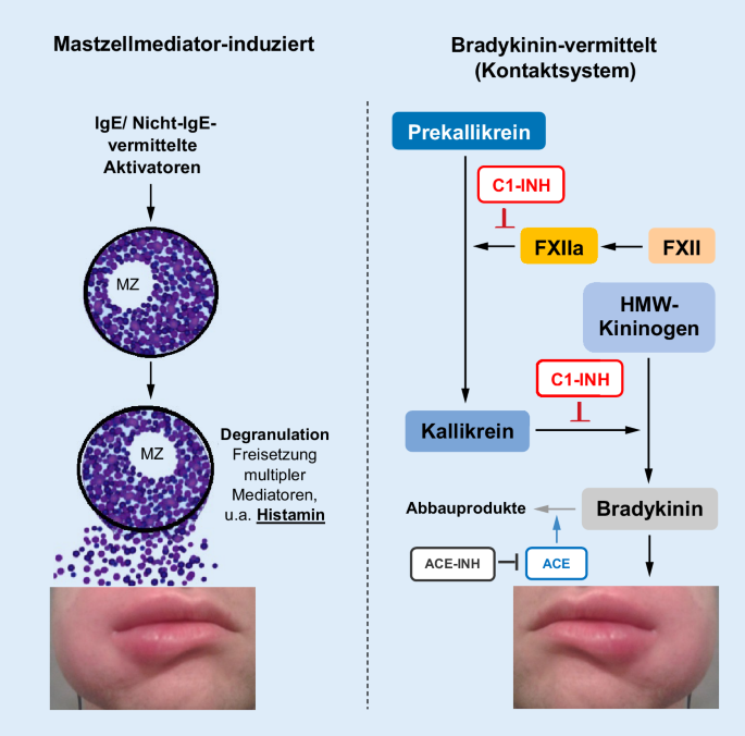 Bradykinin-System