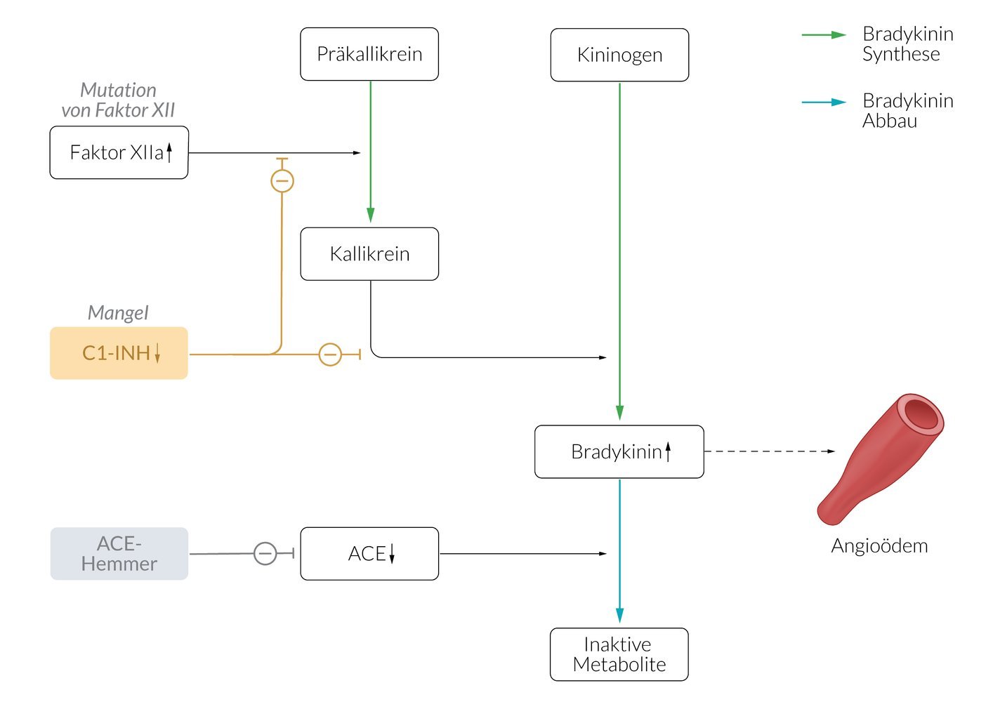 Bradykinin-System — Pathomechanismus