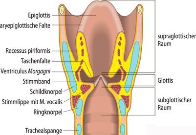 Kehlkopf — Drei Etagen (supraglottisch, glottisch, subglottisch)